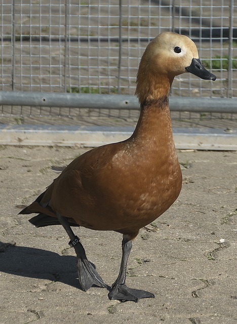 号似乎急需