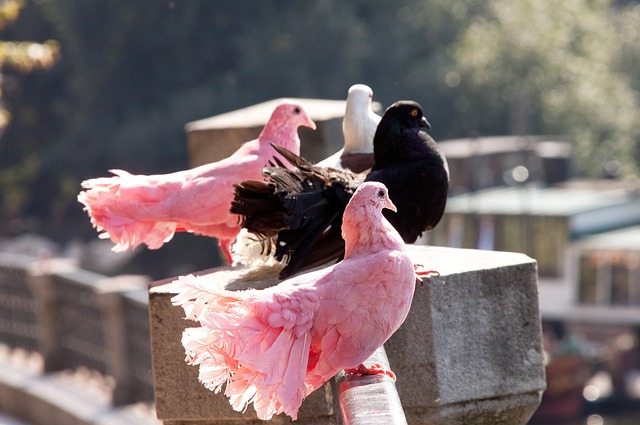 用传统双循 用传统双循
